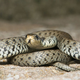 Illustration for article titled Why Do Snakes Have A Hemipenis?